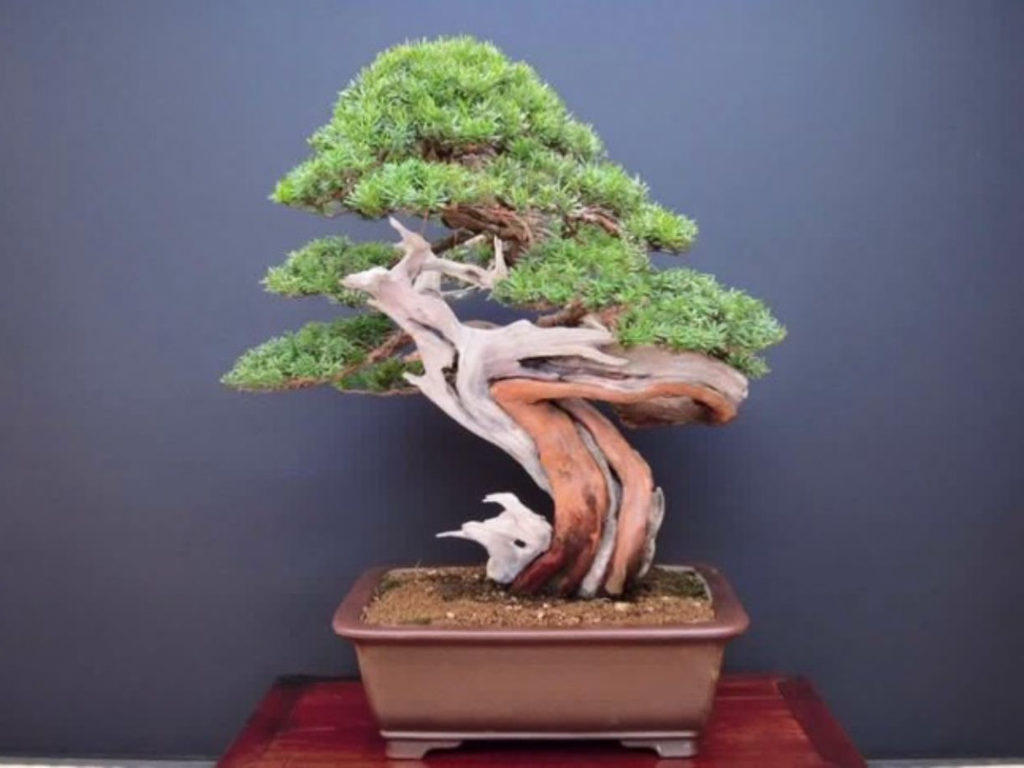 Passione Bonsai Magazine realizza il tuo contest