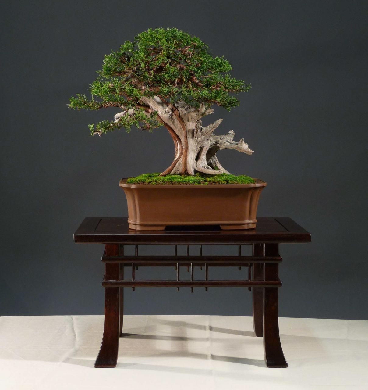 Bonsai and suiseki market