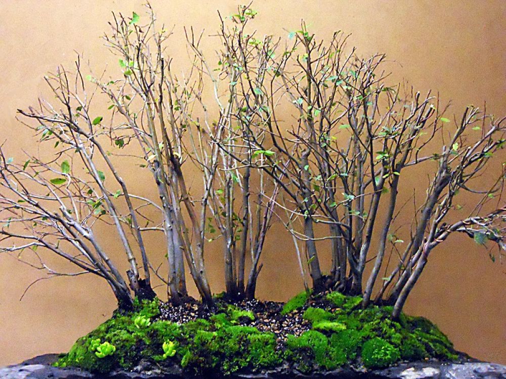 Bonsai Suiseki Magazine