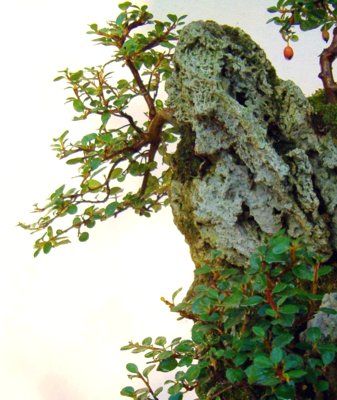 Bonsai Suiseki Magazine