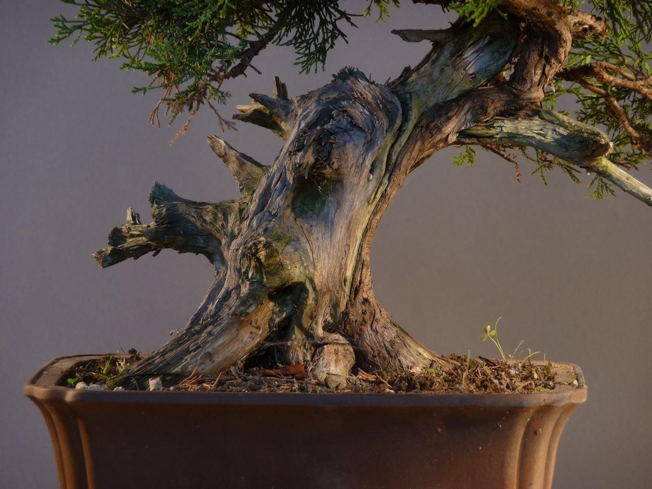 Bonsai and suiseki market