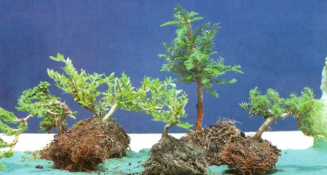 Bonsai Suiseki Magazine