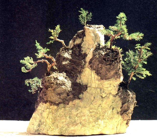 Bonsai Suiseki Magazine