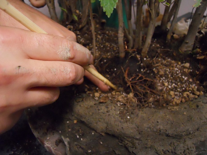 Bonsai Suiseki Magazine