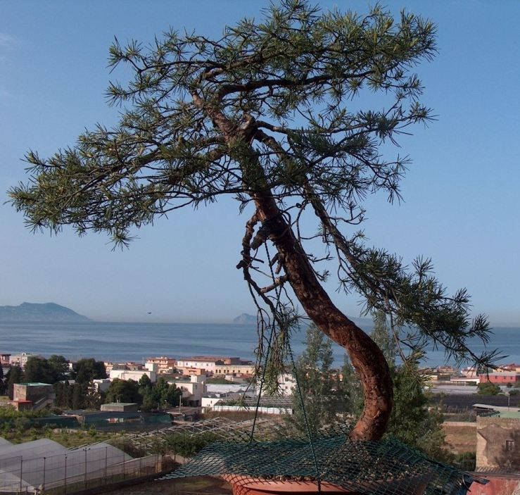 Bonsai Suiseki Magazine