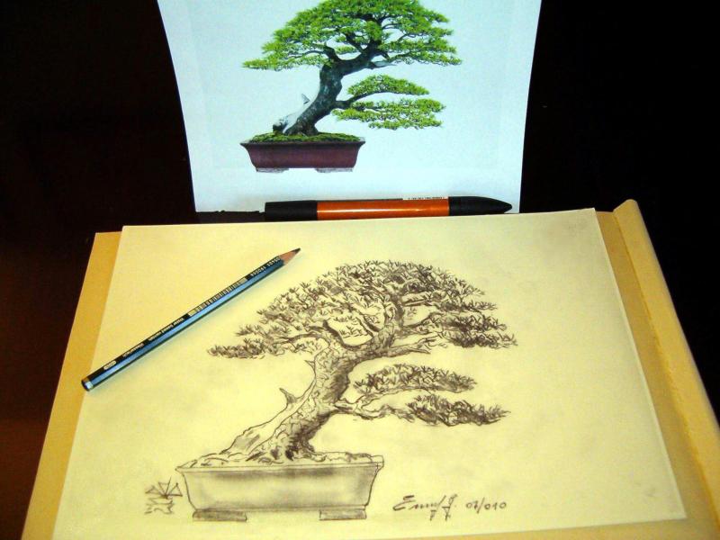 Bonsai Suiseki Magazine