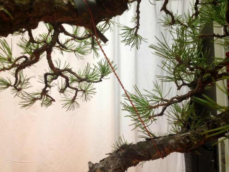 Bonsai Suiseki Market