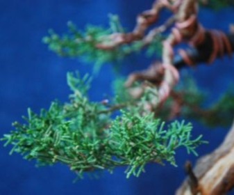 Bonsai and suiseki market