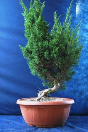 Bonsai Suiseki Magazine