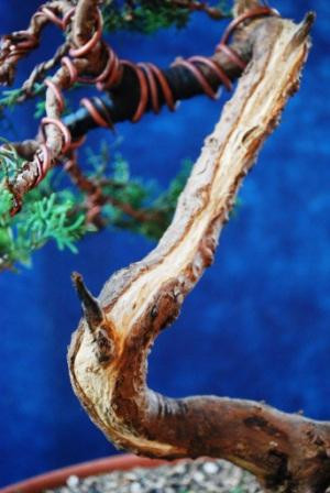 Bonsai Suiseki Market