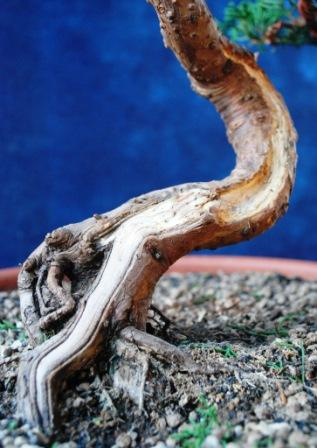 Bonsai Suiseki Magazine