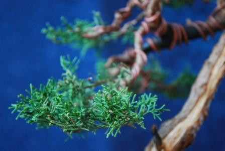 Bonsai Suiseki Magazine