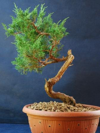 Bonsai Suiseki Magazine