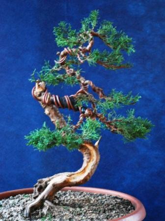 Bonsai Suiseki Magazine