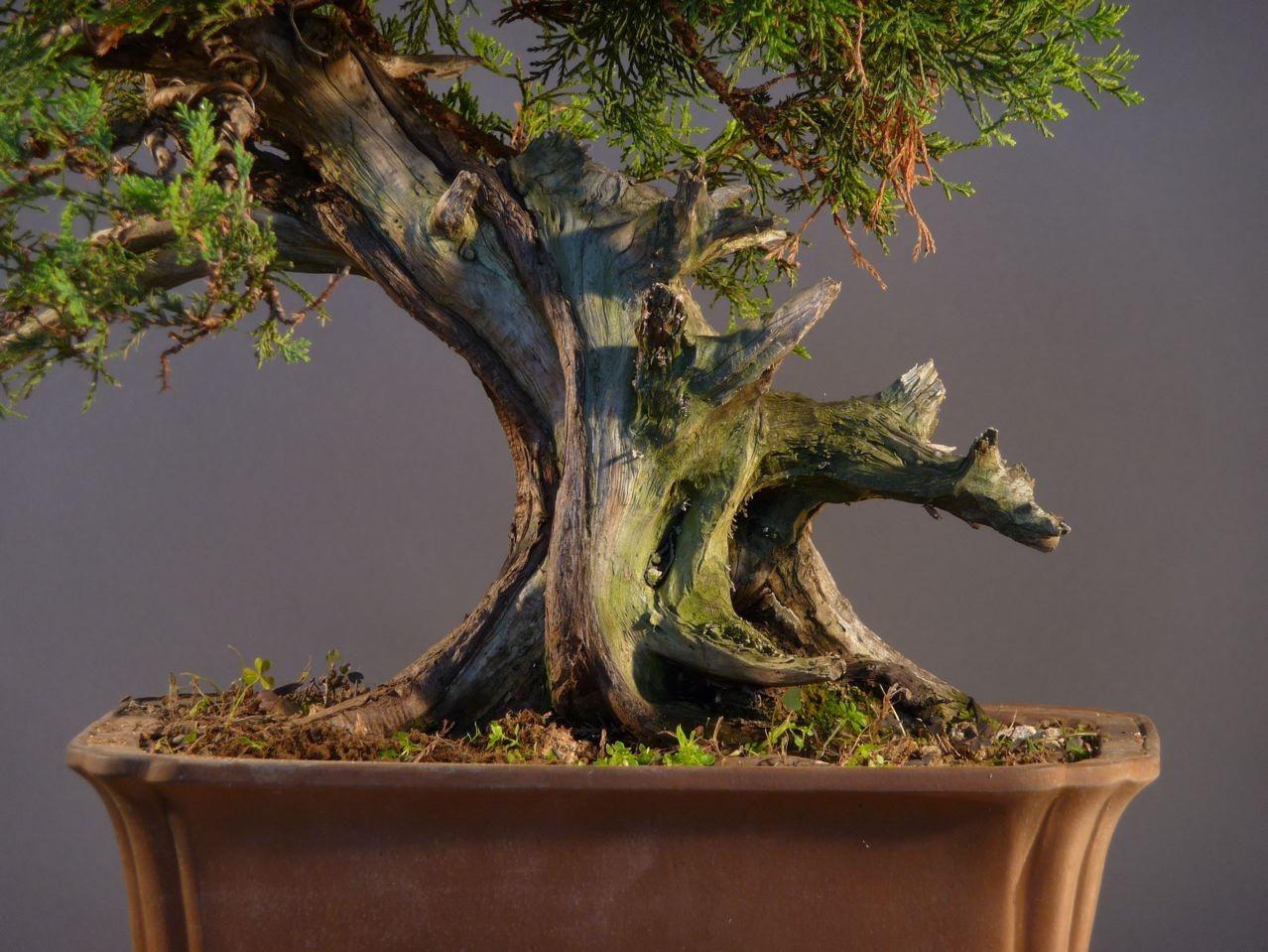 Bonsai and suiseki market