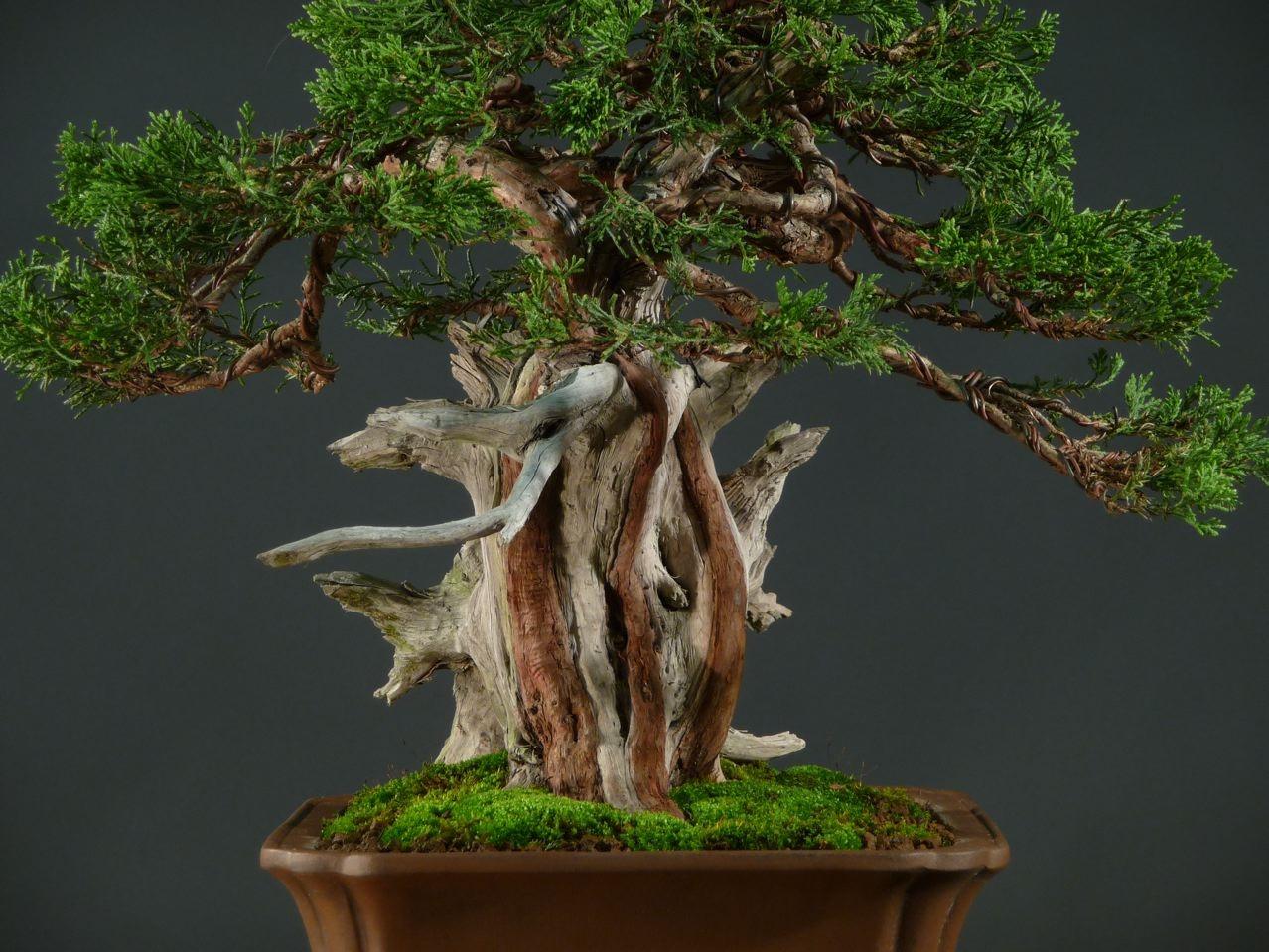Bonsai and suiseki market