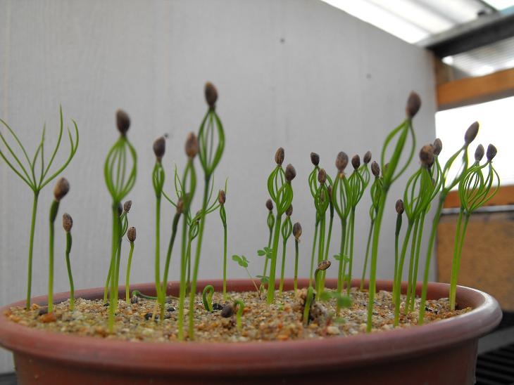 Bonsai Suiseki Magazine
