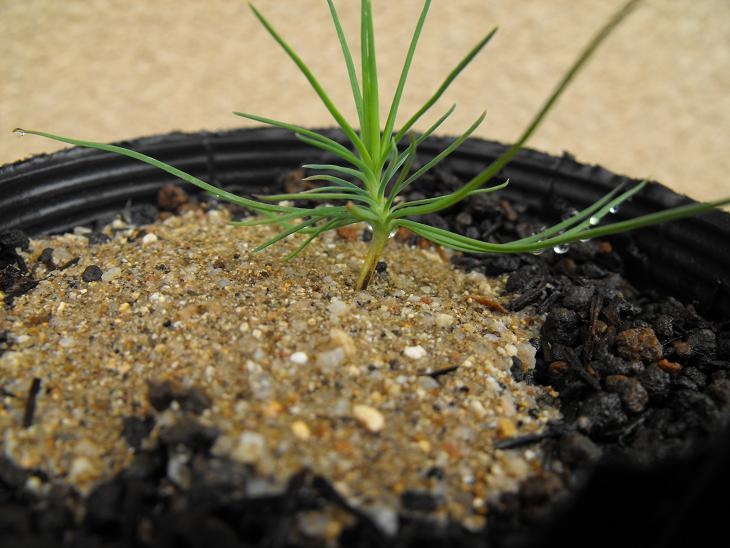 Bonsai Suiseki Magazine