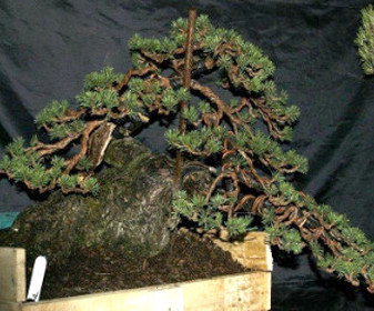 Bonsai and suiseki market