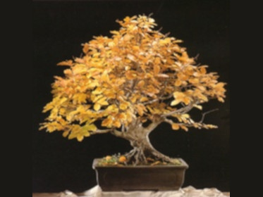 Passionebonsai.it