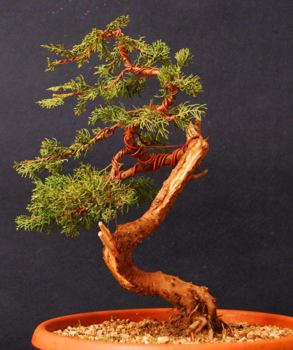 Bonsai Suiseki Magazine